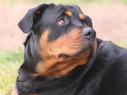 Tenencia de animales peligrosos